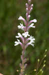 Carolina false vervain